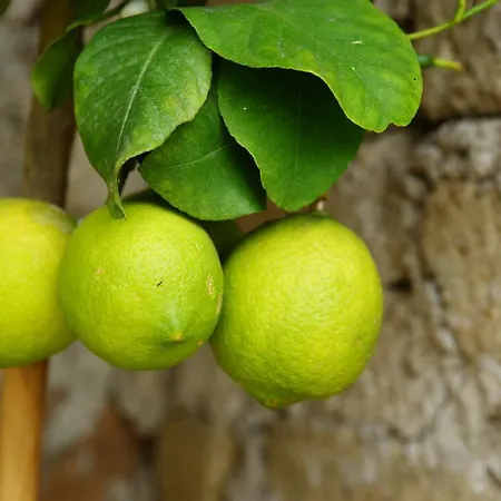 Alojamento de Acomodação e Pequeno-almoço - Valmontone *